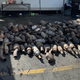 Image for article titled The L.A. County District Attorney Wants Theft Deterrents On Cats